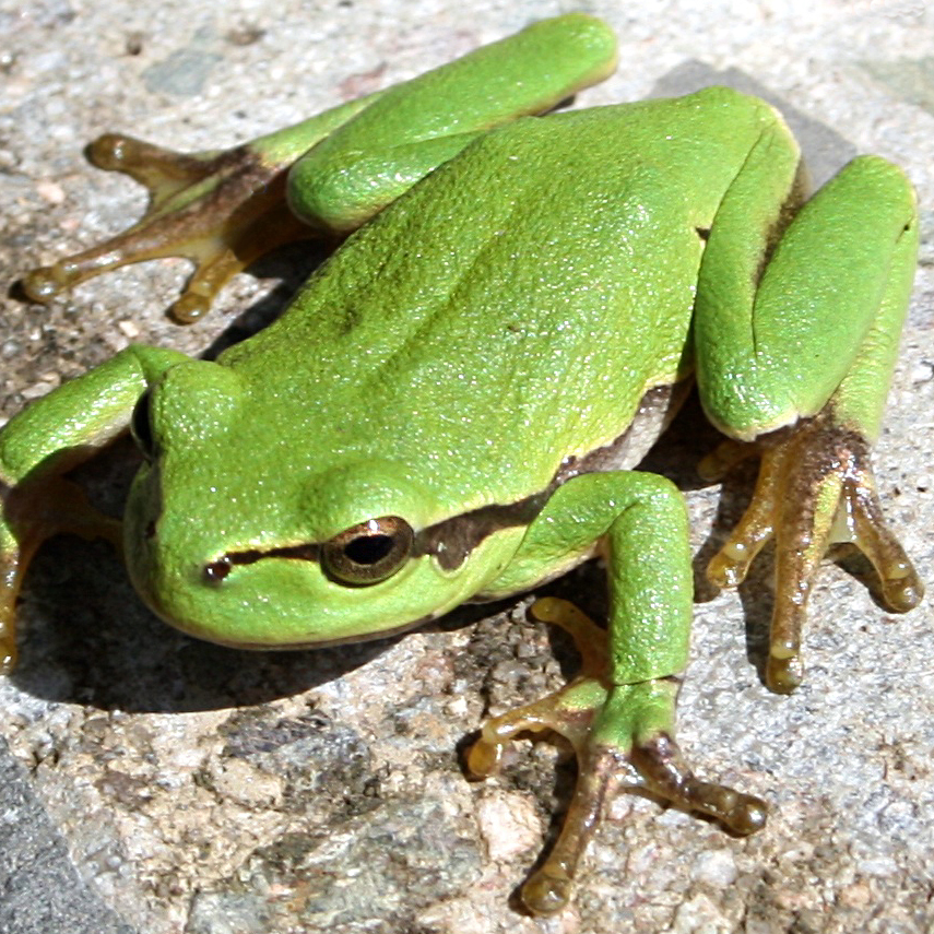 laubfrosch
