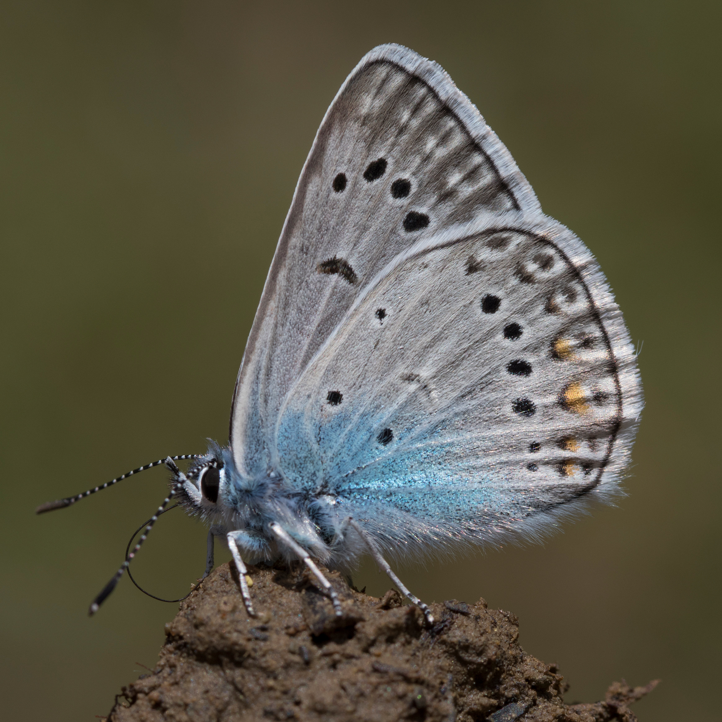 schmetterling
